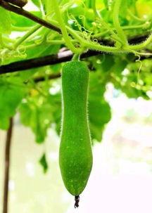 吃瓜被砍,吃瓜群众遭遇意外砍伤事件  第3张