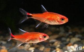 吃瓜灯鱼,揭秘水中“吃瓜群众”