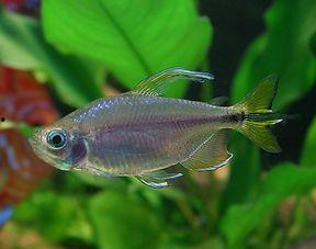 吃瓜灯鱼,揭秘水中“吃瓜群众”  第2张