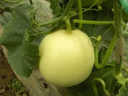 感冒可以吃小白瓜 第3张 感冒可以吃小白瓜 第3张