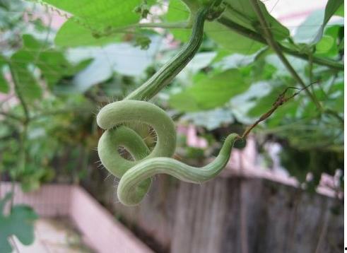 蛇瓜多久可以吃,从播种到品尝的等待之旅