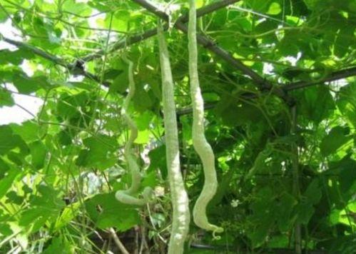 蛇瓜多久可以吃,从播种到品尝的等待之旅  第2张