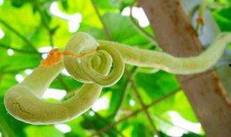 蛇瓜多久可以吃,从播种到品尝的等待之旅  第3张