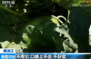 穿越嘎嘎吃瓜起点  第3张