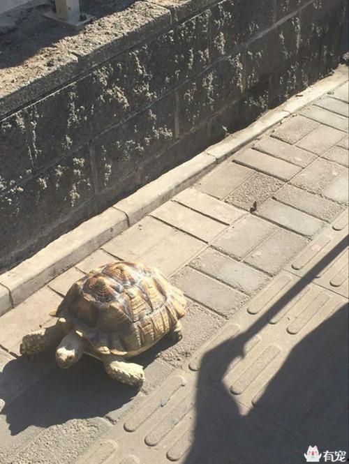 王八吃瓜视频全集  第3张