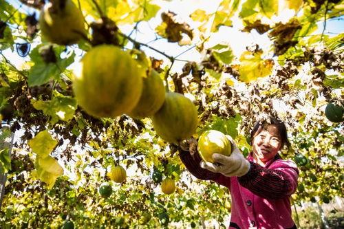 吃瓜群众瓜蒌,揭秘吃瓜群众的瓜田奇遇