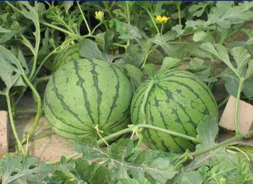 上饶玉山吃瓜事件