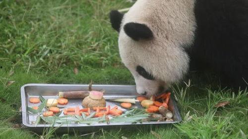 动物吃瓜的样子描写