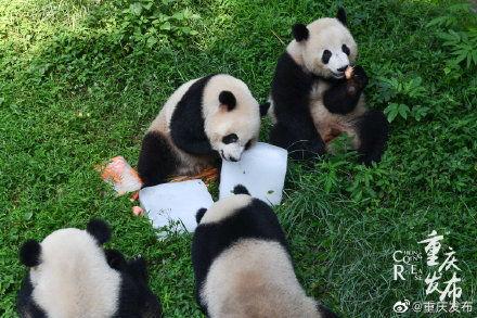 动物吃瓜的样子描写  第2张